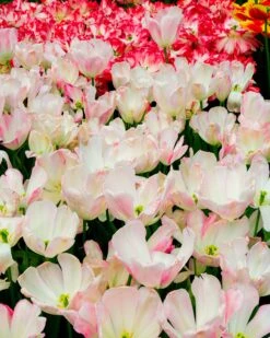 Tulip 'Graceland' 11 Tulip 'Graceland' -Beauty Flowers Shop tulip graceland 5