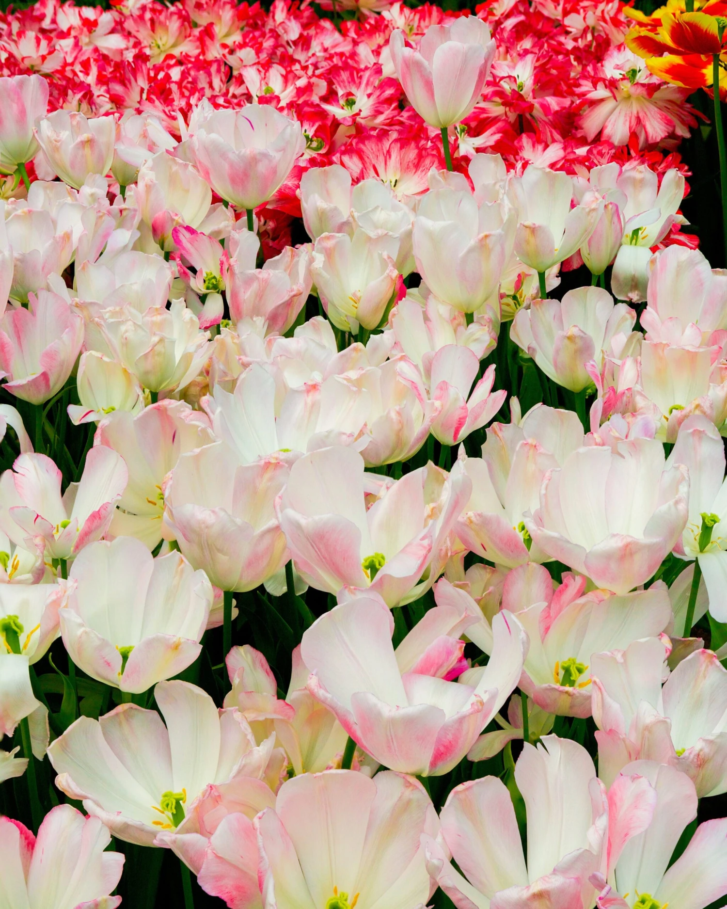 Tulip 'Graceland' 6 Tulip 'Graceland' - Image 4