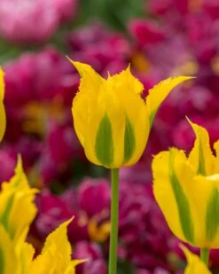 Tulip 'Green Mile' 14 Tulip 'Green Mile' -Beauty Flowers Shop tulip green mile 1