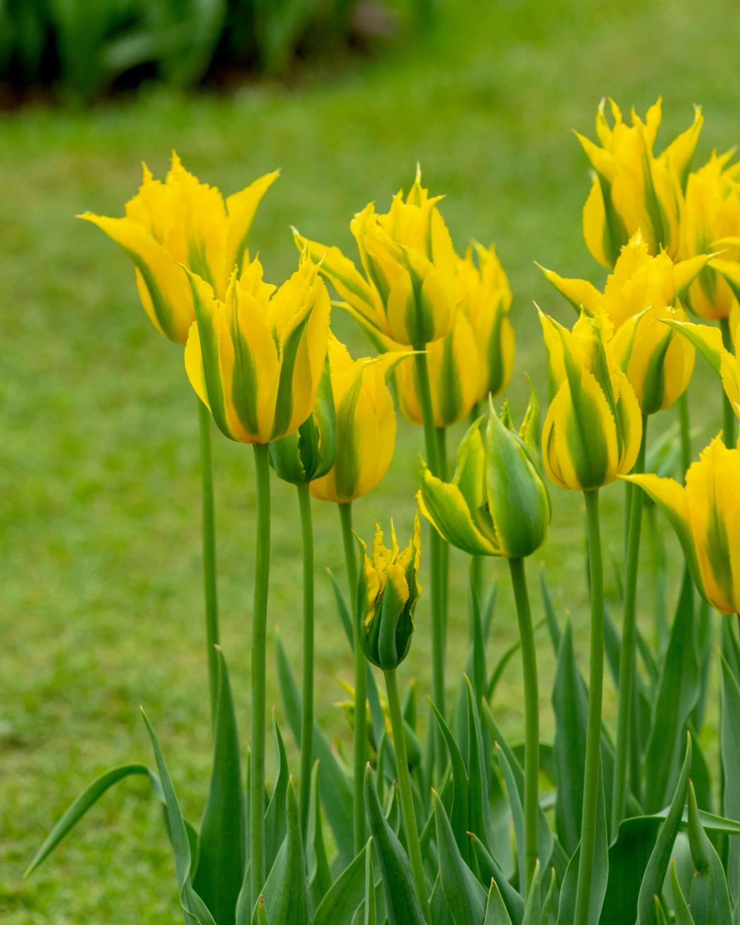 Tulip 'Green Mile' 3 Tulip 'Green Mile'