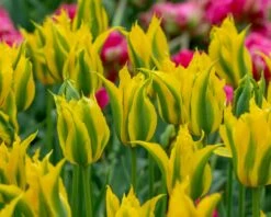 Tulip 'Green Mile' 11 Tulip 'Green Mile' -Beauty Flowers Shop tulip green mile 4