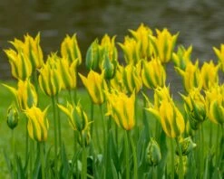 Tulip 'Green Mile' 13 Tulip 'Green Mile' -Beauty Flowers Shop tulip green mile 6