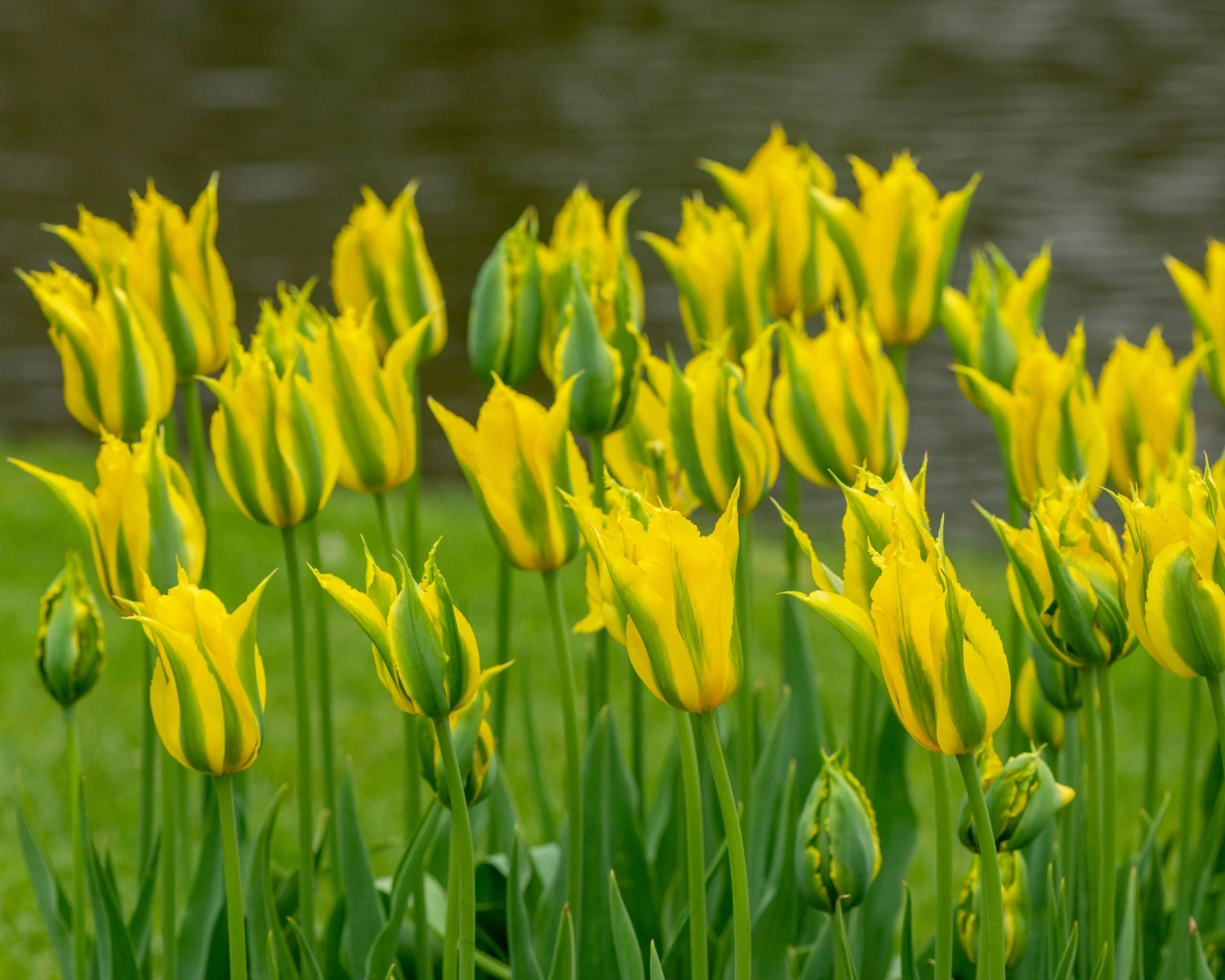 Tulip 'Green Mile' 7 Tulip 'Green Mile' - Image 5