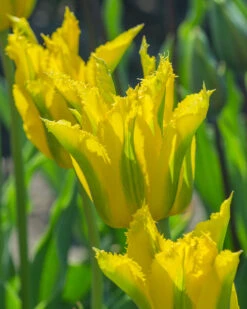 Tulip 'Green Mile' 15 Tulip 'Green Mile' -Beauty Flowers Shop tulip green mile 7