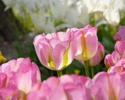 Tulip 'Greenland' 14 Tulip 'Greenland' -Beauty Flowers Shop tulip greenland 1