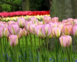 Tulip 'Greenland' 15 Tulip 'Greenland' -Beauty Flowers Shop tulip greenland 1 88cd3244 4e7b 4e7b 93c8 ad70ec09a497