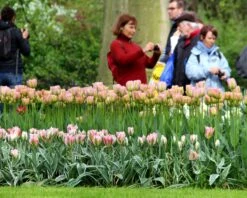 Tulip 'Greenland' 12 Tulip 'Greenland' -Beauty Flowers Shop tulip greenland 5