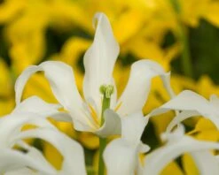 Tulip 'Healthcare' -Beauty Flowers Shop tulip healthcare 0