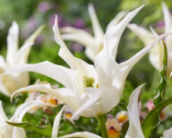 Tulip 'Healthcare' -Beauty Flowers Shop tulip healthcare 1