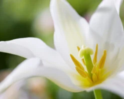 Tulip 'Healthcare' -Beauty Flowers Shop tulip healthcare 2 3e09d3f1 e7f3 484e 8ca7 91a91ac37c33