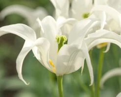 Tulip 'Healthcare' -Beauty Flowers Shop tulip healthcare 3