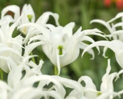 Tulip 'Healthcare' -Beauty Flowers Shop tulip healthcare 4