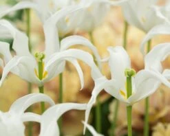 Tulip 'Healthcare' -Beauty Flowers Shop tulip healthcare 5