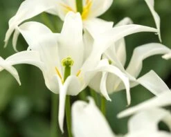 Tulip 'Healthcare' -Beauty Flowers Shop tulip healthcare 6