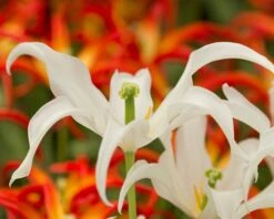 Tulip 'Healthcare' -Beauty Flowers Shop tulip healthcare 7