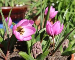 Tulip Humilis 'Helene' 12 Tulip Humilis 'Helene' -Beauty Flowers Shop tulip helen 8