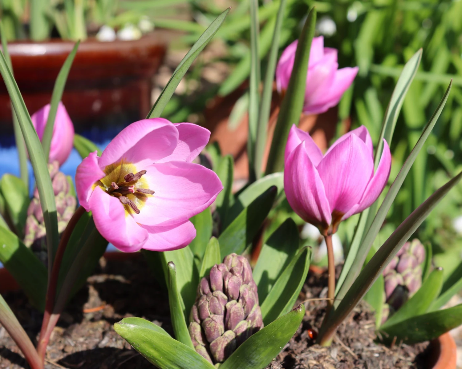 Tulip Humilis 'Helene' 4 Tulip Humilis 'Helene' - Image 2