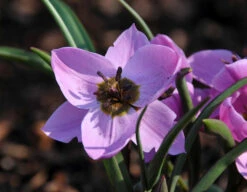 Tulip Humilis 'Helene' 18 Tulip Humilis 'Helene' -Beauty Flowers Shop tulip helene 1