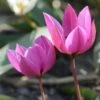 Tulip Humilis 'Helene' -Beauty Flowers Shop tulip helene 2