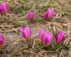 Tulip Humilis 'Helene' 14 Tulip Humilis 'Helene' -Beauty Flowers Shop tulip helene 3