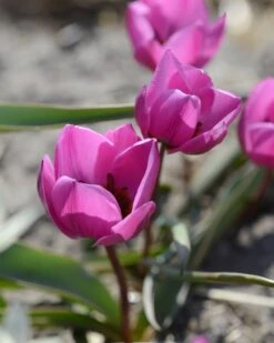Tulip Humilis 'Helene' 16 Tulip Humilis 'Helene' -Beauty Flowers Shop tulip helene 4
