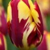 Tulip 'Helmar' 1 Tulip 'Helmar' -Beauty Flowers Shop tulip helmar 1