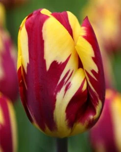 Tulip 'Helmar'