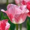 Tulip 'Hemisphere' 1 Tulip 'Hemisphere' -Beauty Flowers Shop tulip hemisphere 8
