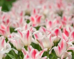 Tulip 'Holland Chic' -Beauty Flowers Shop tulip holland chic 5