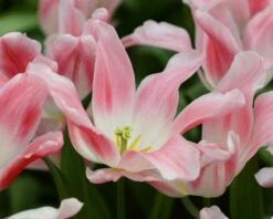 Tulip 'Holland Chic' -Beauty Flowers Shop tulip holland chic 6