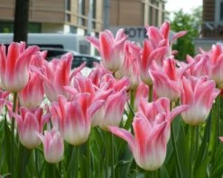 Tulip 'Holland Chic' -Beauty Flowers Shop tulip holland chic 7
