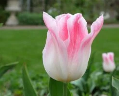 Tulip 'Holland Chic' -Beauty Flowers Shop tulip holland chic 8