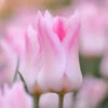 Tulip 'Holland Chic' 2 Tulip 'Holland Chic' -Beauty Flowers Shop tulip holland chic 9