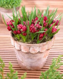 Tulip 'Tête-a-Tête' -Beauty Flowers Shop tulip humilis tete a tete 2