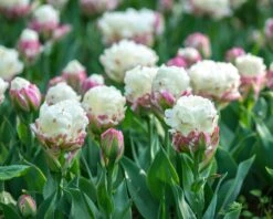 Tulip 'Ice Cream' -Beauty Flowers Shop tulip ice cream 1