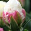 Tulip 'Ice Cream' -Beauty Flowers Shop tulip ice cream 1 17dc2532 8608 49ff bd8b 7b4d95ee9122