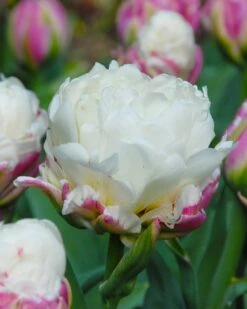 Tulip 'Ice Cream' -Beauty Flowers Shop tulip ice cream 4