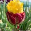 Tulip 'Ice Cream Banana' 1 Tulip 'Ice Cream Banana' -Beauty Flowers Shop tulip ice cream banana 0