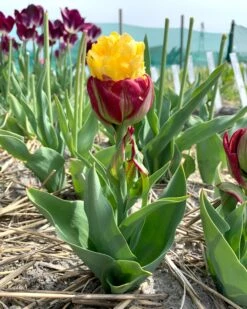 Tulip 'Ice Cream Banana' -Beauty Flowers Shop tulip ice cream banana 01