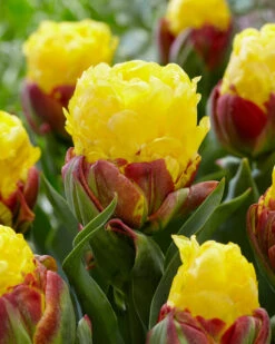 Tulip 'Ice Cream Banana' -Beauty Flowers Shop tulip ice cream banana 2