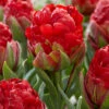 Tulip 'Ice Cream Strawberry' 1 Tulip 'Ice Cream Strawberry' -Beauty Flowers Shop tulip ice cream strawberry 1