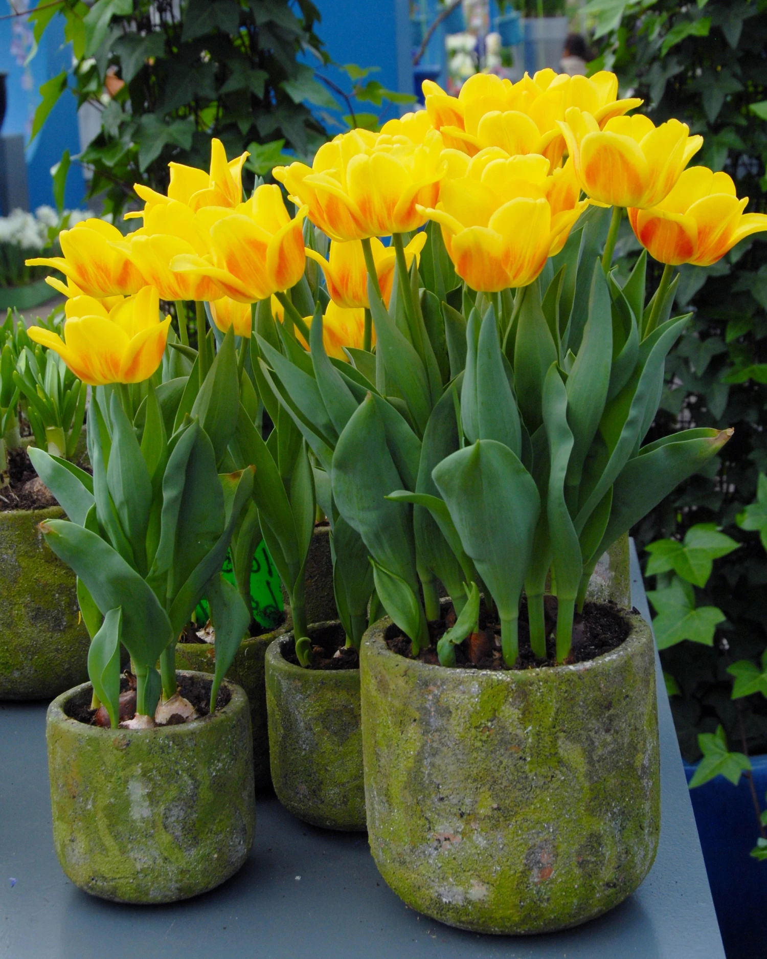 Tulip 'Ice Lolly' 3 Tulip 'Ice Lolly'