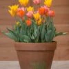 Tulip Collection 'Irene's Heirloom' 1 Tulip Collection 'Irene's Heirloom' -Beauty Flowers Shop tulip irene heirloom 2