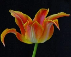 Tulip 'Je T'aime' 12 Tulip 'Je T'aime' -Beauty Flowers Shop tulip je taime 2