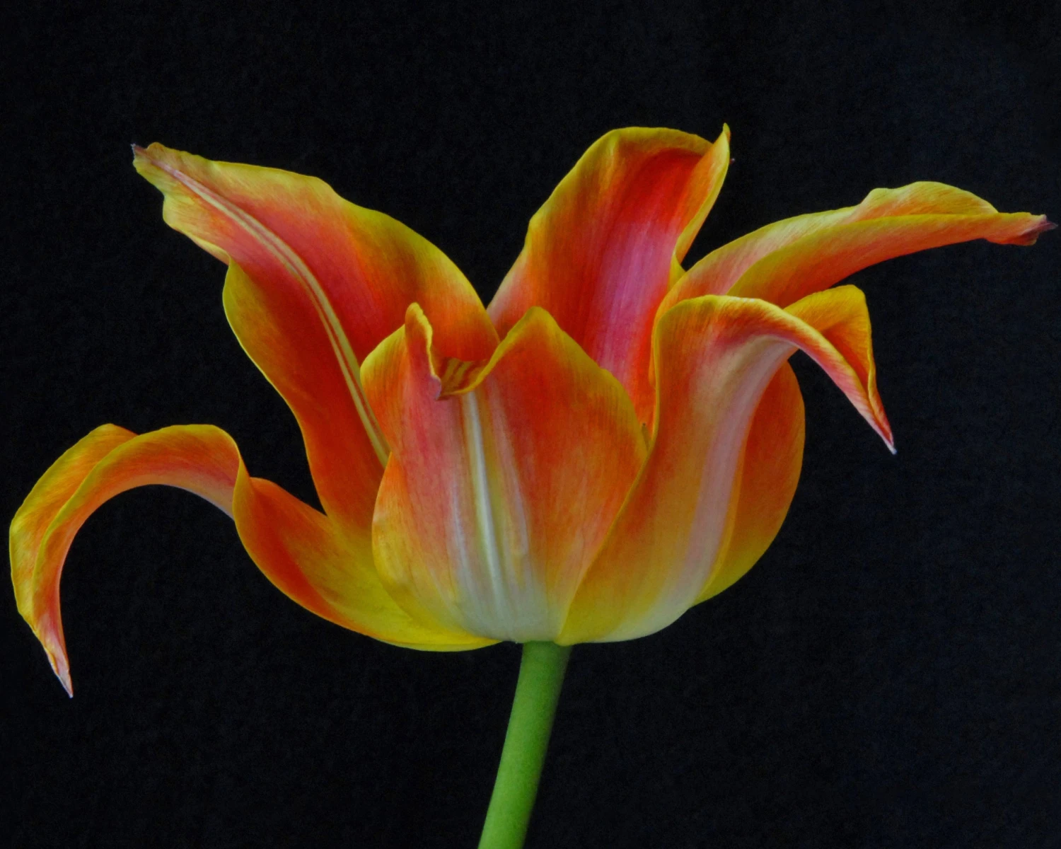 Tulip 'Je T'aime' 7 Tulip 'Je T'aime' - Image 5