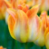 Tulip 'Je T'aime' 1 Tulip 'Je T'aime' -Beauty Flowers Shop tulip je taime 4