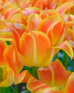 Tulip 'Je T'aime' 11 Tulip 'Je T'aime' -Beauty Flowers Shop tulip je taime 6