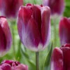 Tulip 'Kansas Proud' -Beauty Flowers Shop tulip kansas proud 1