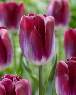 Tulip 'Kansas Proud'
