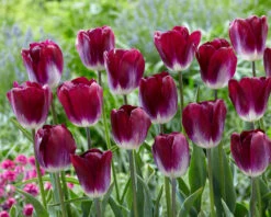 Tulip 'Kansas Proud' -Beauty Flowers Shop tulip kansas proud 2